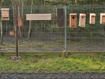 Skrzynki lęgowe – czy mogą zastąpić naturalne dziuple?, 
